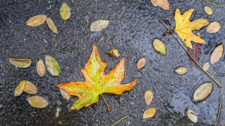 テヘランの秋雨　(写真）