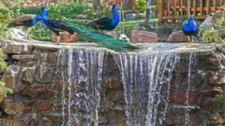 (VIDEO) Giardino di uccelli, una delle attrazioni naturali più belle di Tehran