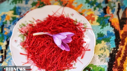 (FOTO) Iran, raccolta dello zafferano - 2