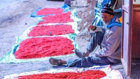 イランで、バーベリーの実の収穫シーズンが到来　