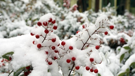 (FOTO) Iran, e' nevicato a Mashad