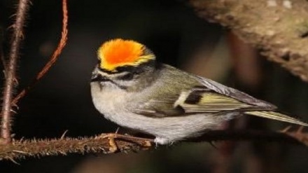 Migration, molt affect how birds change their colors