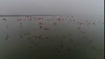 イラン北部マーザンダラーン州ミヤーンカーレ湿原・野鳥の楽園　