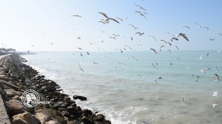 布什尔波斯湾海岸；候鸟的栖息地