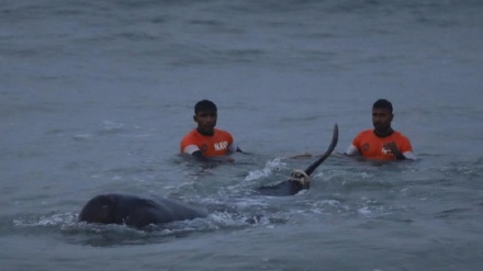 Sri Lanka: marina e gente salvano oltre 100 balene arenate in spiaggia