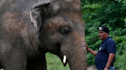 世界一孤独な象がパキスタンの動物園から自然に移動