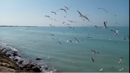 ペルシャ湾岸都市ブーシェフルに渡り鳥が飛来