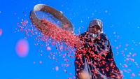 イランで、バーベリーの実の収穫シーズンが到来　