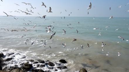 Video: Aves migratorias en las playas de Bushehr