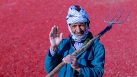 イランで、バーベリーの実の収穫シーズンが到来　