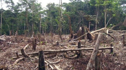 Amazon deforestation surges to 12-year high under Bolsonaro