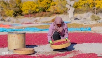 イランで、バーベリーの実の収穫シーズンが到来　