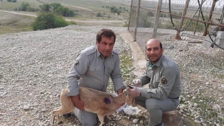 イラン南西部自然保護区で、負傷した野生のヤギが迷い込み、無事治療 (写真）