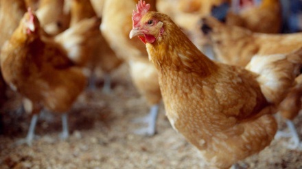 仏で鳥インフルエンザ流行加速、鶏肉の品不足懸念