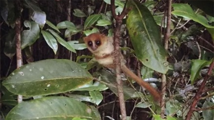 Discovery of ‘cryptic species’ shows Earth is even more biologically diverse