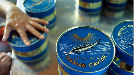 伊朗向22个国家出口鱼子酱