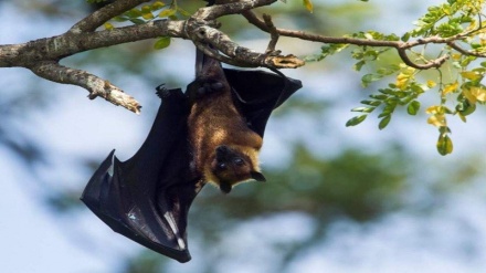 Scientists focus on bats for clues to prevent next pandemic