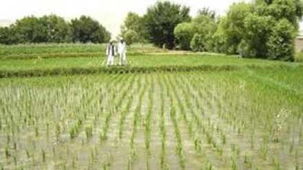 افزایش تولید برنج در افغانستان  
