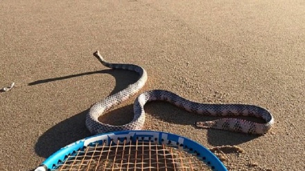 سر غوڅ شوي مار په سړي حمله وکړه 