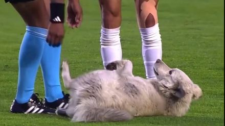 ボリビアで、サッカーの試合中に犬が乱入