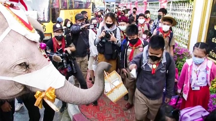 (VIDEO) Thailandia, gli elefanti 'regalano' le mascherine agli studenti