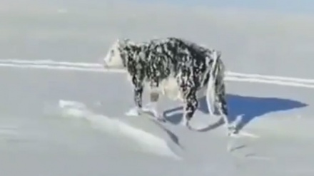 (VIDEO) Una mucca si è congelata nel freddo mortale in Kazakistan