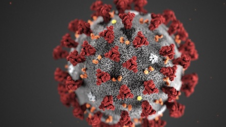 武漢のウイルス学者、「新型以外のコロナウイルス拡散を予測