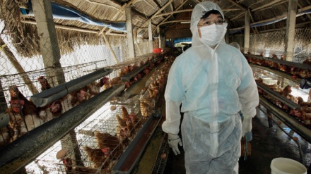 高知・香川両県で鳥インフルエンザ発生