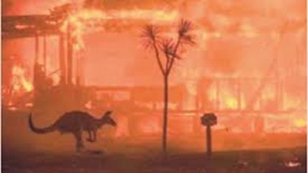 Australia, gli incendi hanno colpito 3 miliardi di animali