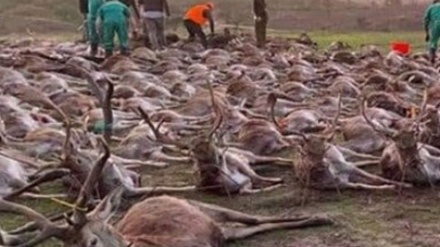 Portogallo sotto shock per il massacro di 540 animali dai cacciatori spagnoli 