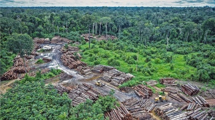 Shameful and outrageous: New satellite data reveals Brazilian Amazon deforestation at 12-year high