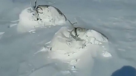 デナ山脈の積雪の下で眠る鹿の美しい映像；イラン南西部コフギールーイェ・ブーイェル＝アフマド州