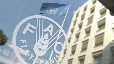 FAO: Rritje e paprecedentë e çmimeve botërore të ushqimeve dhe drithërave
