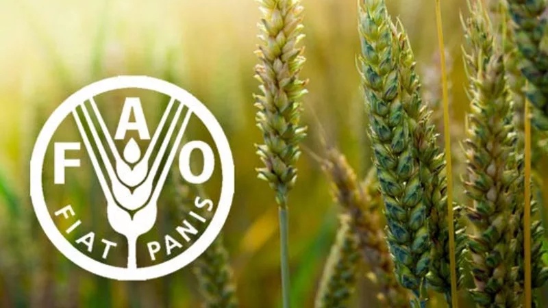 Гузориши FAO аз афзоиши 4 милионтоннаии тавлиди гандум дар Эрон