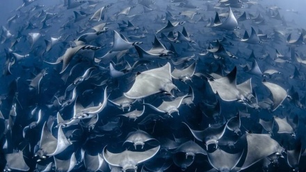 Океан фотосуратлари танловининг ғолиблари (фотожамланма)