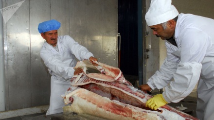 Peshkimi dhe paketimi i peshqve Caviar në provincën Golestan të Iranit. 