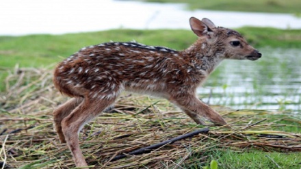 子鹿が海から救出（動画あり）