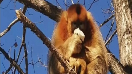 中国・陝西省鳳県で、「サルの王様」キンシコウが人里に出没