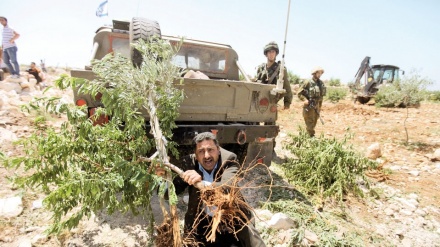 イスラエルの入植者らが、パレスチナ人のオリーブ園を襲撃