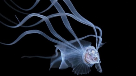 Фотосуратчилар нуқтаи назаридан океан олами (видео) 