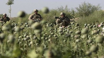 نقش آمریکا در گسترش تولید مواد مخدر در افغانستان