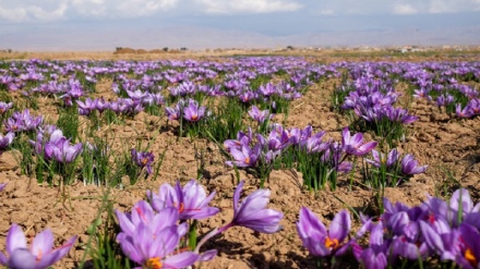 زعفران افغانستان؛ مقام نخست موسسه بین‌المللی اتحادیه اروپا 