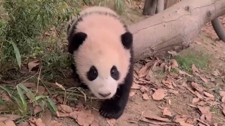 韓国で誕生したパンダの赤ちゃんの様子が公開、 飼育員の脚にしがみつく