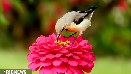 (FOTO) Khuzestan, paradiso degli uccelli dell'Iran- 2