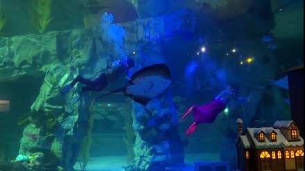 韓国の水族館で、ダイバーによる謹賀新年ショーが実施