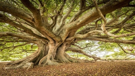 Heatwaves kill plant pests and save favorite giant trees in Australia