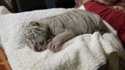 ニカラグア動物園で、初のホワイトタイガーの赤ちゃん誕生