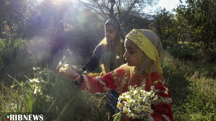 (FOTO) Iran, raccolta del narciso a Shiraz 