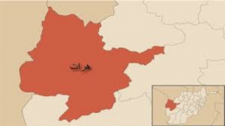 بازداشت 11 تن از طراحان و مجریان حملات تروریستی در ولایت هرات
