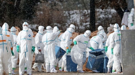 日本の鳥インフルの発生・殺処分数がワーストを記録